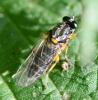 Solva marginata